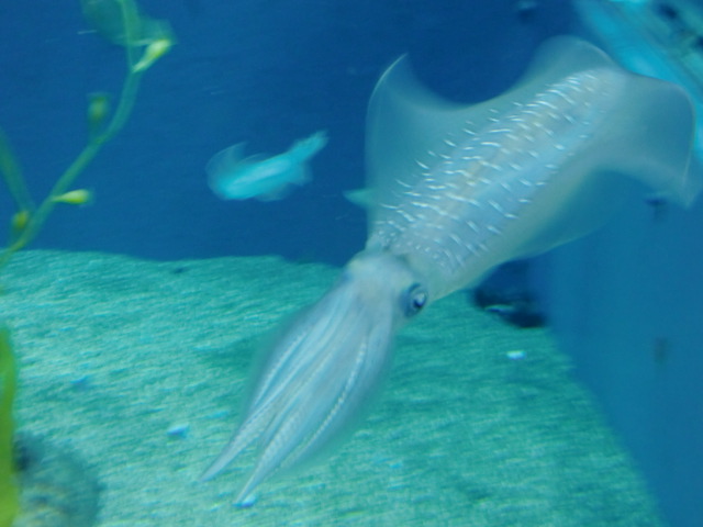 イカです 海遊館イカ水槽 貝覧版のチラシ